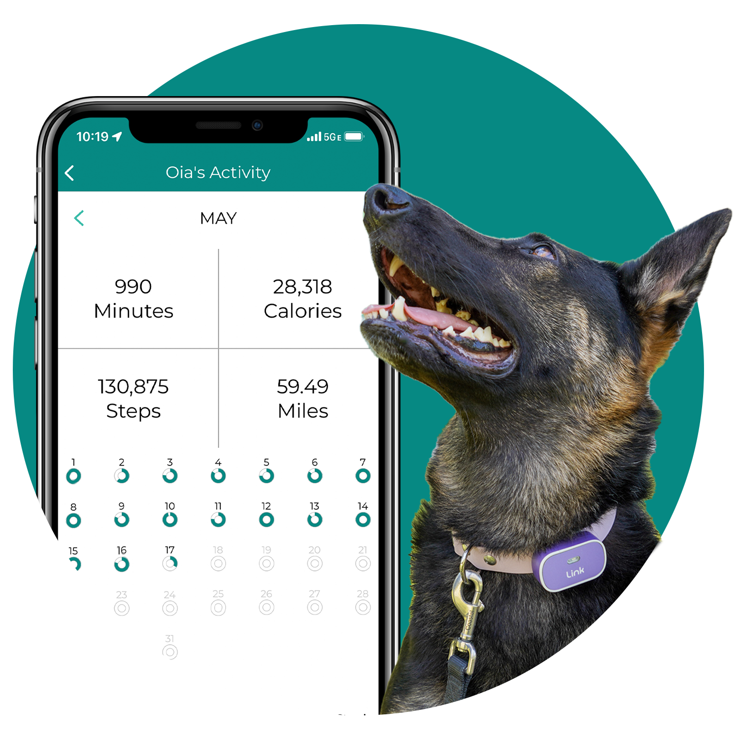 Dog health clearance tracker